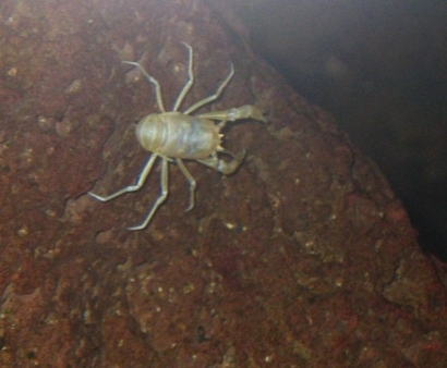albino-krebs-lanzarote