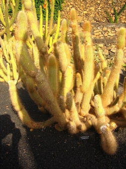 cleistocactus kaktus lanzarote
