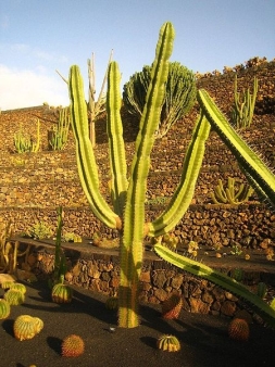 neoraimondia kaktus lanzarote
